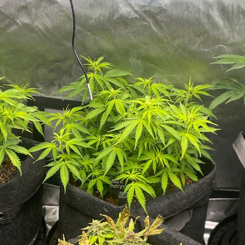 Jack Herer Auto growlog timeline photo