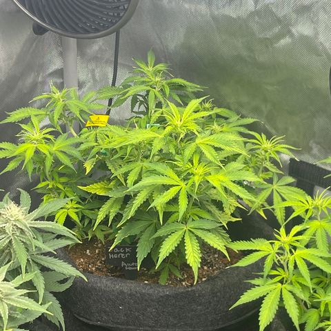 Jack Herer Auto growlog timeline photo
