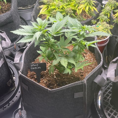 Space Cookies growlog timeline photo
