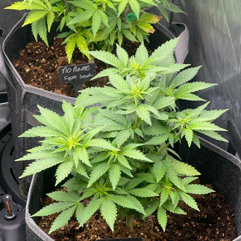 Space Cookies growlog timeline photo