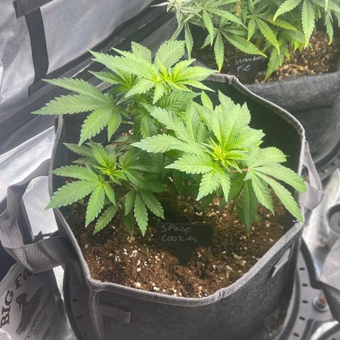 Space Cookies growlog timeline photo