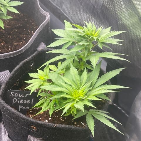Sour Diesel #2 growlog timeline photo