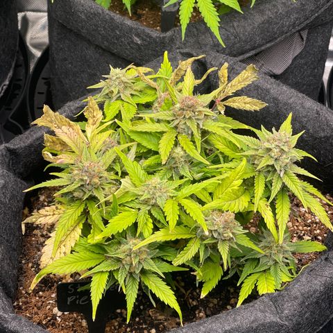 Strawberry Pie growlog timeline photo