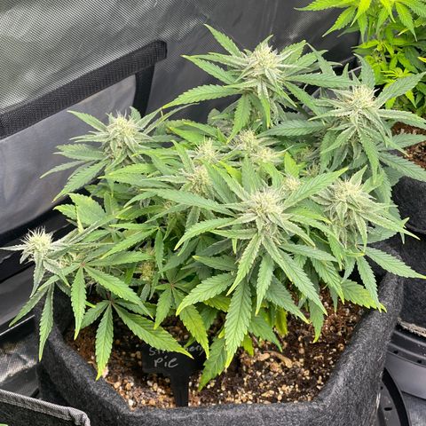 Strawberry Pie growlog timeline photo