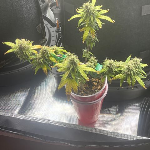 Strawberry Pie growlog timeline photo