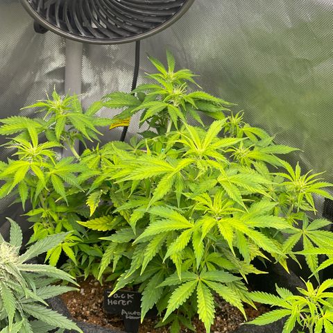 Jack Herer Auto growlog timeline photo