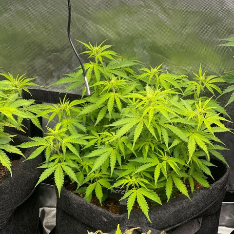Jack Herer Auto growlog timeline photo