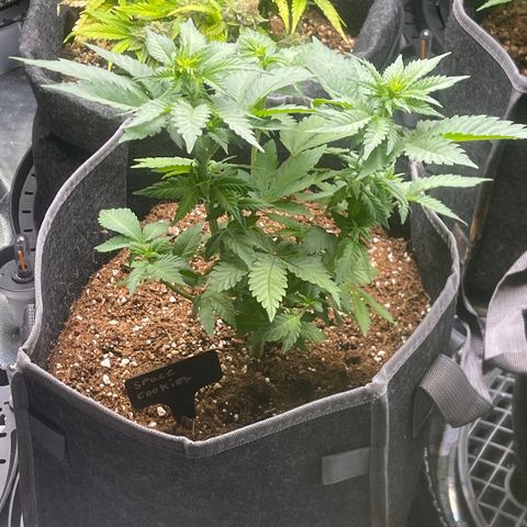 Space Cookies growlog timeline photo