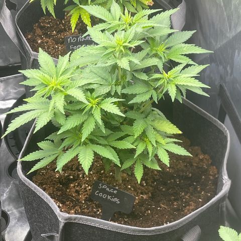 Space Cookies growlog timeline photo