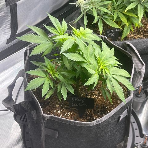 Space Cookies growlog timeline photo