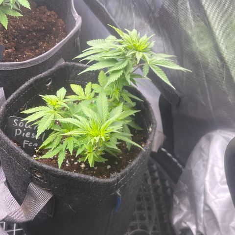 Sour Diesel #2 growlog timeline photo