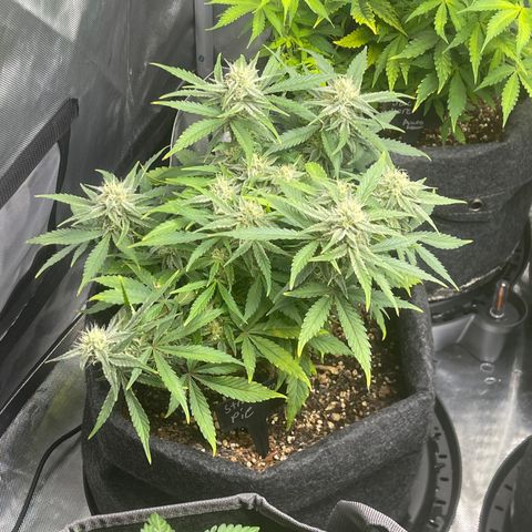 Strawberry Pie growlog timeline photo