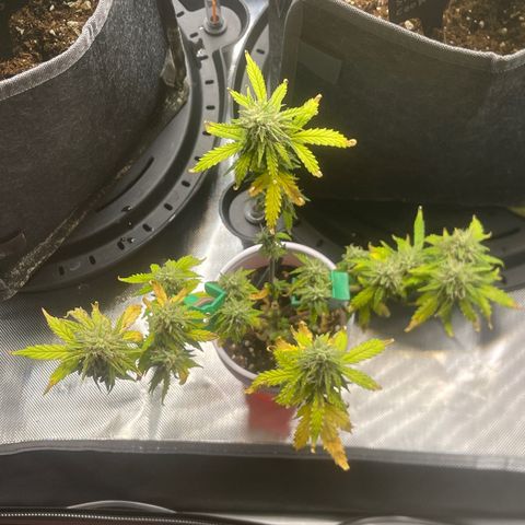 Strawberry Pie growlog timeline photo