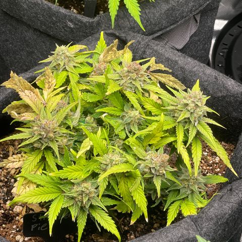 Strawberry Pie growlog timeline photo