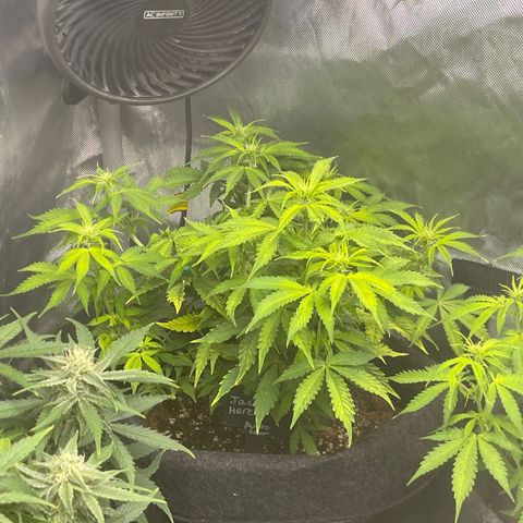 Jack Herer Auto growlog timeline photo