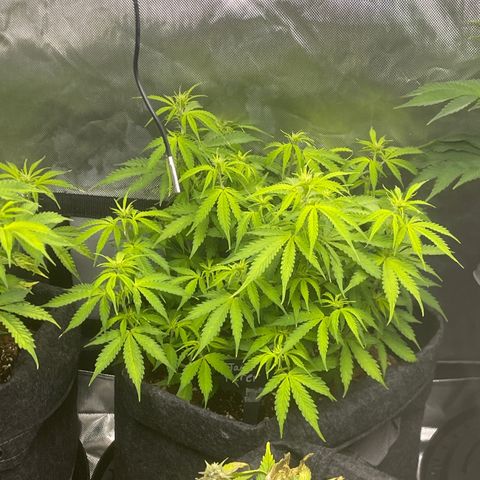 Jack Herer Auto growlog timeline photo