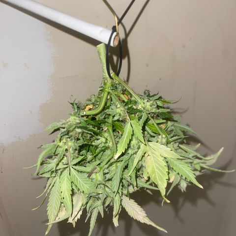 Strawberry Pie growlog timeline photo