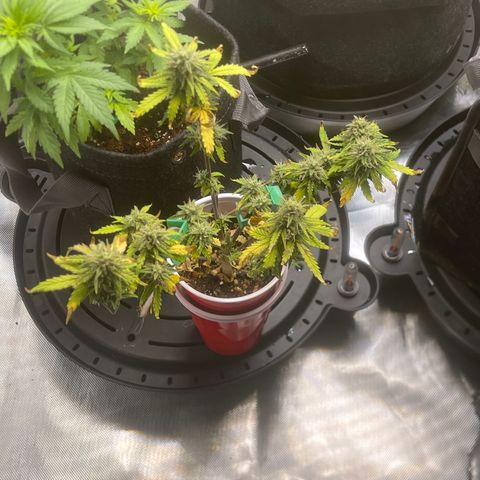 Strawberry Pie growlog timeline photo