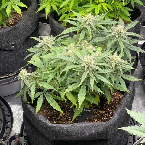 Strawberry Pie growlog timeline photo