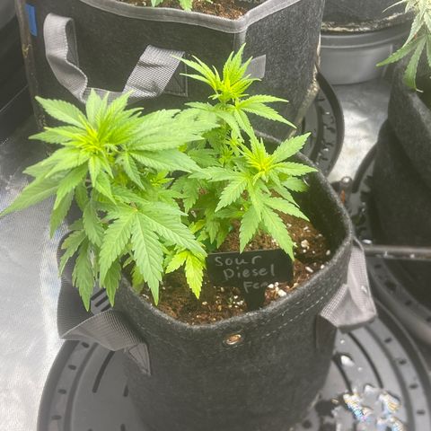 Sour Diesel #2 growlog timeline photo