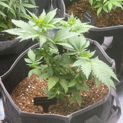 Space Cookies growlog timeline photo