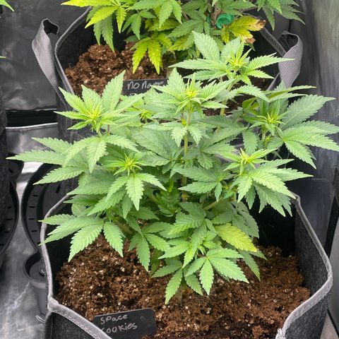 Space Cookies growlog timeline photo