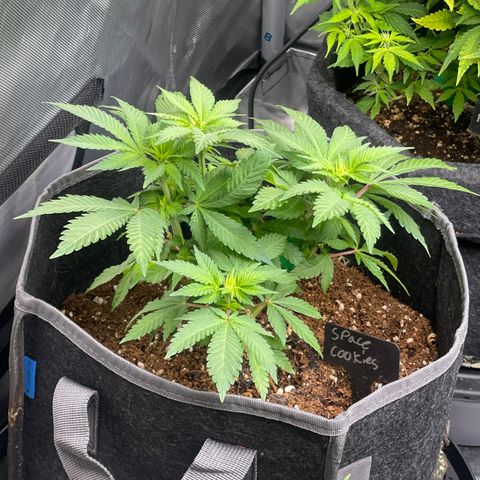 Space Cookies growlog timeline photo