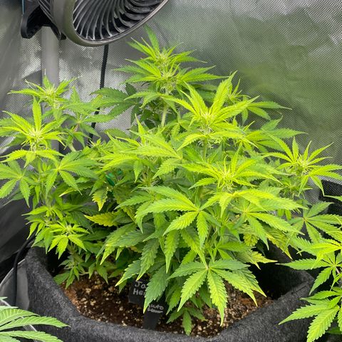 Jack Herer Auto growlog timeline photo