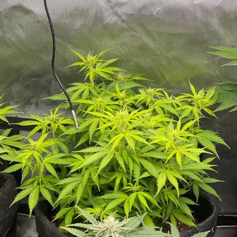 Jack Herer Auto growlog timeline photo