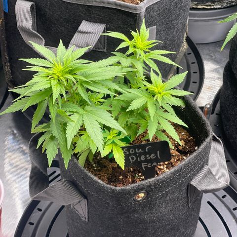 Sour Diesel #2 growlog timeline photo