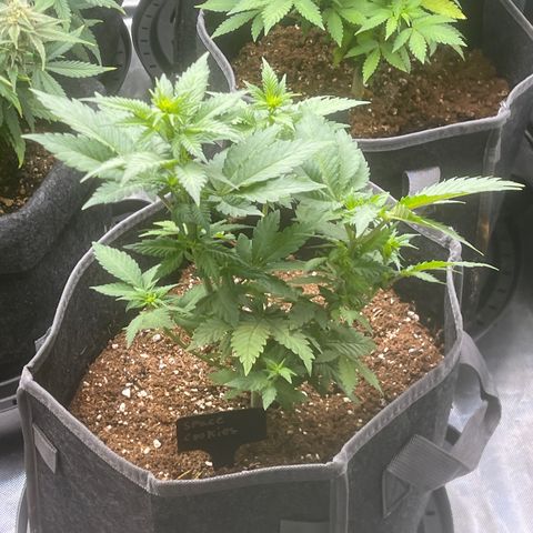 Space Cookies growlog timeline photo