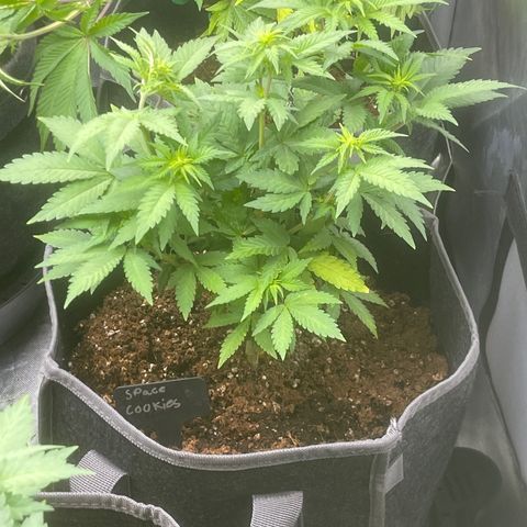 Space Cookies growlog timeline photo