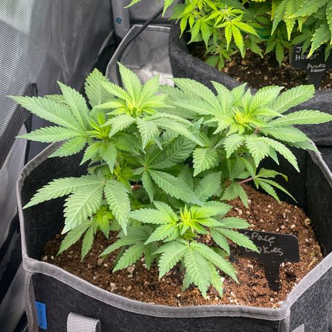 Space Cookies growlog timeline photo