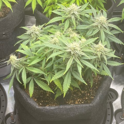 Strawberry Pie growlog timeline photo