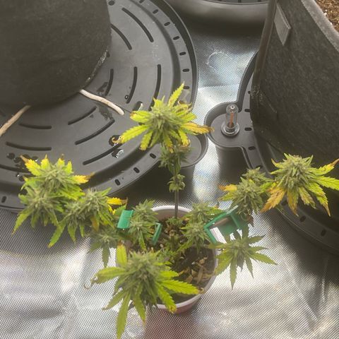 Strawberry Pie growlog timeline photo