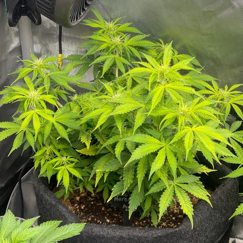 Jack Herer Auto growlog timeline photo