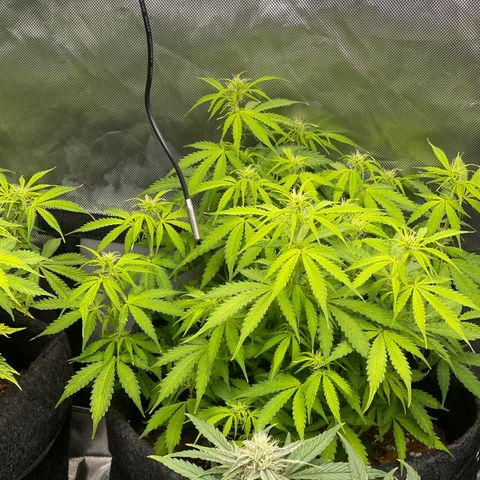 Jack Herer Auto growlog timeline photo