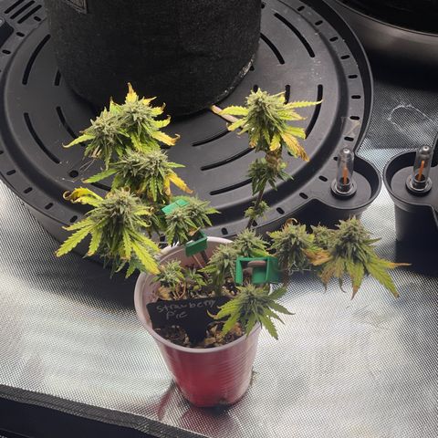 Strawberry Pie growlog timeline photo