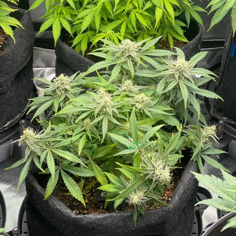 Strawberry Pie growlog timeline photo