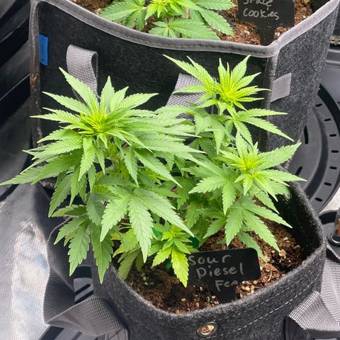 Sour Diesel #2 growlog timeline photo
