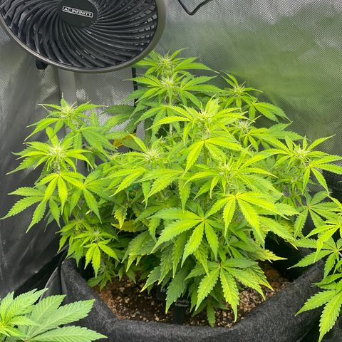 Jack Herer Auto growlog timeline photo