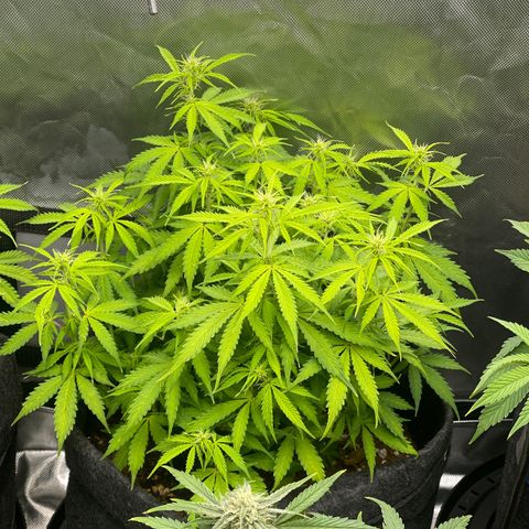 Jack Herer Auto growlog timeline photo