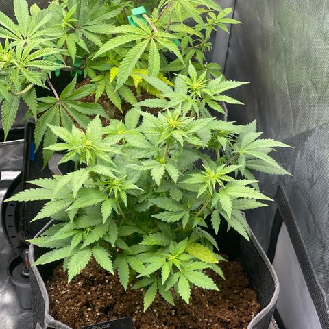 Space Cookies growlog timeline photo