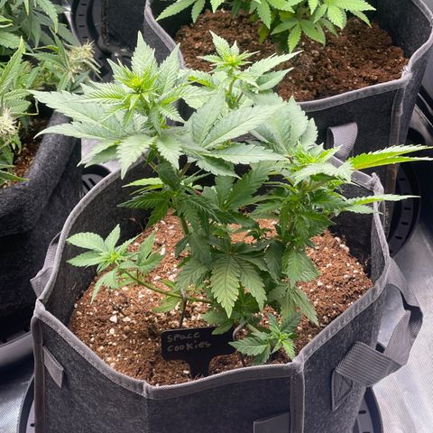 Space Cookies growlog timeline photo