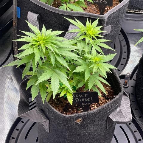 Sour Diesel #2 growlog timeline photo
