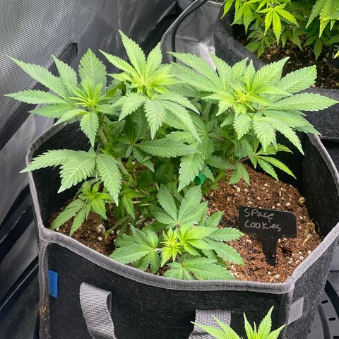 Space Cookies growlog timeline photo