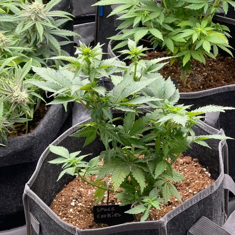 Space Cookies growlog timeline photo