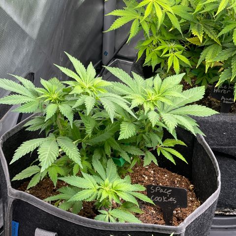 Space Cookies growlog timeline photo