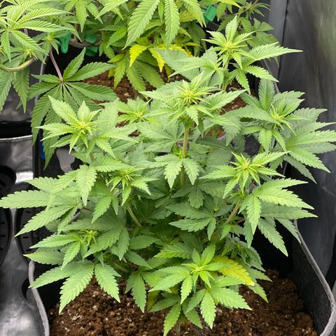 Space Cookies growlog timeline photo