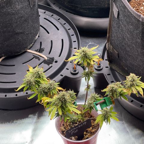 Strawberry Pie growlog timeline photo